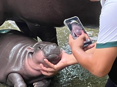 ¿Qué es Moo Deng, el hipopótamo viral que ha transformado su fama en un memecoin y crecimientos espectaculares?