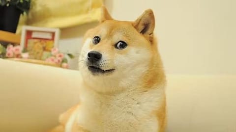 Kabosu, icon-ul $DOGE, a murit astăzi, la 18 ani