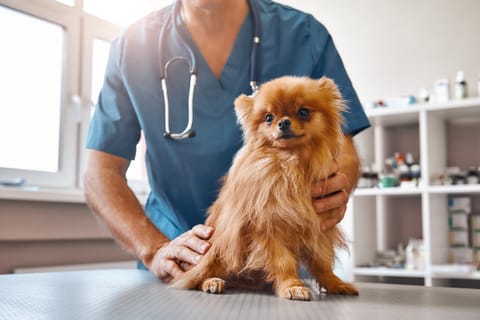 El Salvador va folosi profiturile generate din Bitcoin pentru a construi un spital veterinar