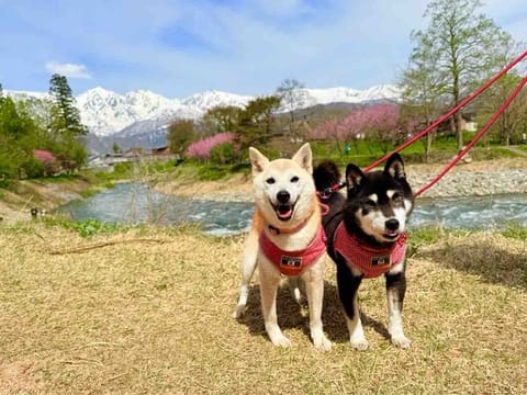 DOGE and His Sister, NEIRO, Price Rallies Continue Amidst a Bullish Market