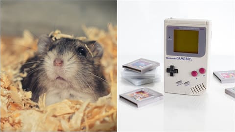 De la un hamster la o consolă Game Boy. Modalități neobișnuite folosite pentru minarea și tranzacționarea de criptomonede