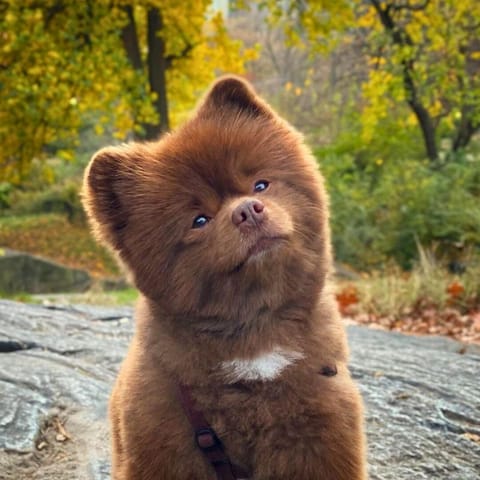 Can Bert the Pomeranian ($BERT) Reach a $1B Market Cap by 2024?